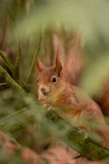 Squirrel up in the tree