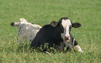 Two cows lying in the field