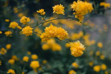 Vibrant yellow Kerria flowers blooming in a lush green field