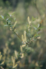 Close-up of a willow tree branch against a soft, blurred background