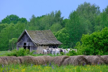 Herd of Hungarian gray cattle next to old wooden buildings of farm
