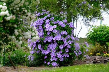 Beautiful big bush of Clematis with purple flowers in garden