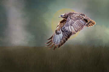 a hawk flying low over a grassy field