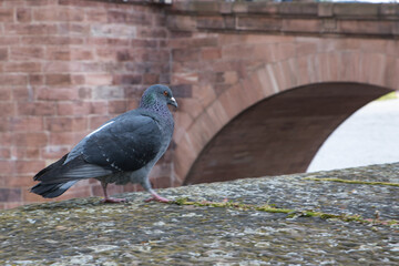 a pigeon standing on top of a cement surface with the bridge in the background