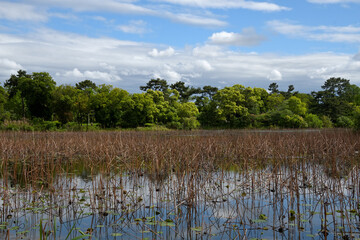 ハスの枯れ茎が残る蓮池の周囲に新緑が茂った初夏の風景
