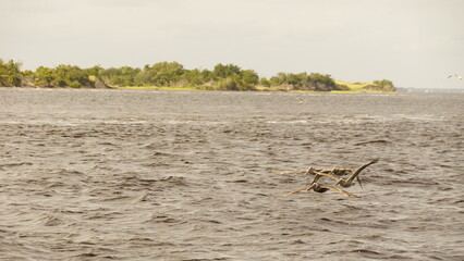 a bird sitting on top of a body of water in the ocean