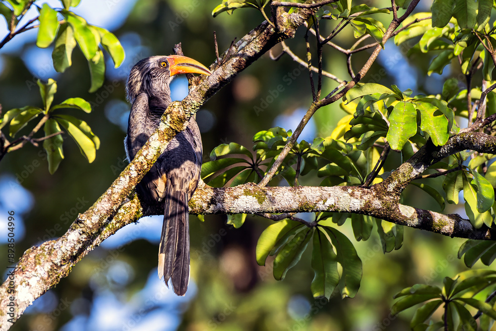 Wall mural Malabar grey hornbill perched on a tree branch with green foliage. Thattekad, Kerala, India