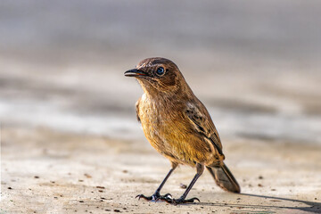Brown rock chat perched on the ground. Lalpur, Punjab, India