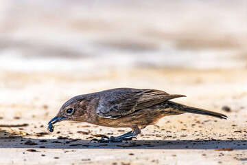Brown rock chat with a bug in its beak. Lalpur, Punjab, India