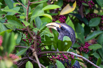 Malabar grey hornbill perched on a tree branch with green foliage. Thattekad, Kerala, India