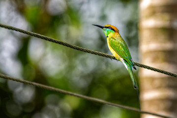 Asian green bee-eater perched on wire with trees in background. Thattekad, Kerala, India