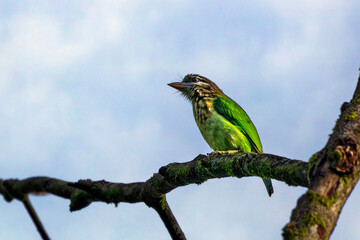 White-cheeked barbet perched on tree branch in natural habitat. Thattekad, Kerala, India