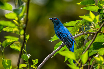 Asian fairy-bluebird perched on a tree branch. Thattekad, Kerala, India
