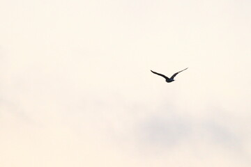 Seagull soaring high in the sky