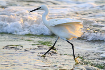 Little egret strolling in the water looking for food