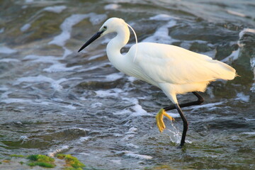 Obraz premium Little egret strolling in the water looking for food