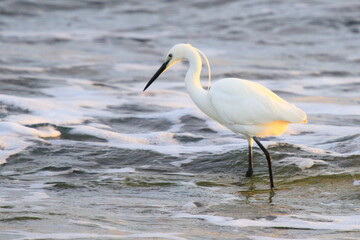Snowy egret strolling in the water looking for food