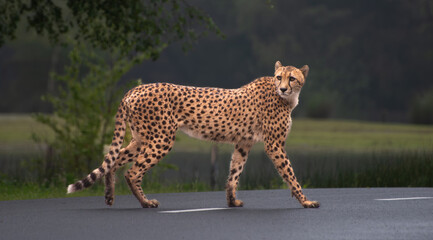 Cheetah walks across the road looking for food © Werner