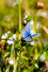 Blue butterfly perched on a flower with a backdrop of many flowers.