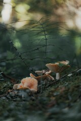 Obraz premium Mushrooms feasting on the forest floor by bushes and grass