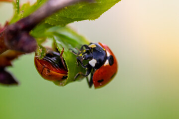 Close-up of a ladybug on a sprouting leaf against a yellow blurred backdrop