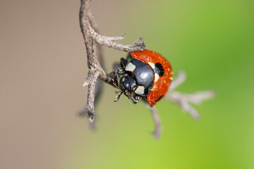 Red beetle with black spots perched on a branch