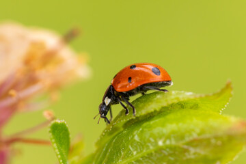 Close-up of a ladybug on a dew-covered green leaf