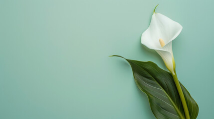 Fototapeta premium White calla flower on green background