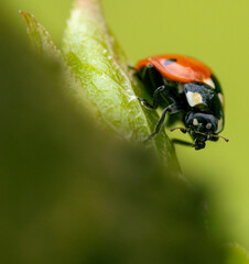 Small orange and black bug resting on a vibrant green leaf against a soft yellow background