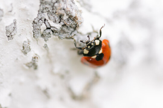 Close-up of a ladybug perched on a wooden surface - Powered by Adobe