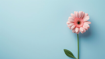 Pink gerbera daisy on blue background