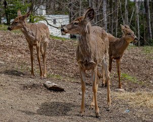 Small herd of white tail deer hanging out.