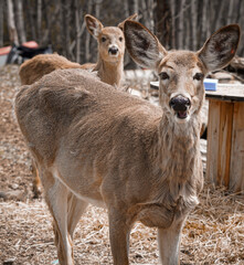 2 white tailed deer doe in the spring. Ontario Canada.