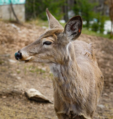 Close up side view of a white tailed deer doe. Ontario Canada.