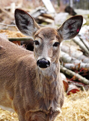 Close up head shot of a wild female white tailed deer doe. Ontario Canada