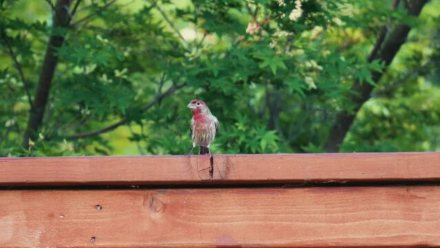 House finch bird standing on wooden fence in garden with trees in the background