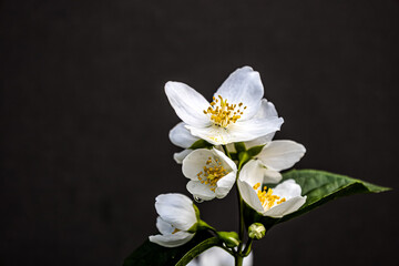 white flowers on black background