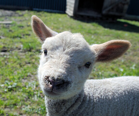 a sheep is standing in the grass by itself and looking at the camera