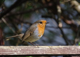 a small bird perched on top of a wooden fence railing