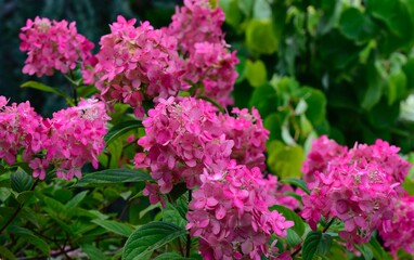Pink Hydrangea 'Firelight'
 flowers set against a blurred green leaf backdrop