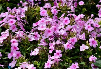Phlox 'Sweet Summer Fantasy' flowers with green leaves in patch
