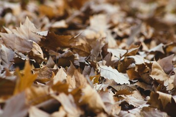 autumn leaves on the ground