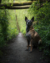 a dog sits on the path surrounded by trees and vegetation