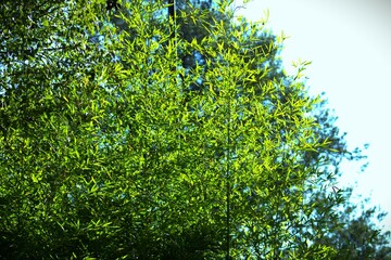 Green autumn tree