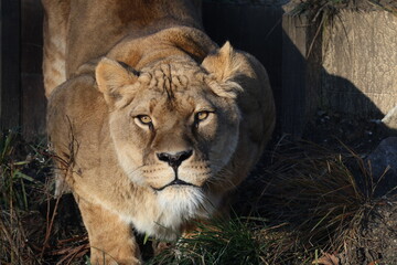 an adult lion walking through some grass with his head turned