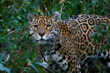 a close up of a big animal in the woods,