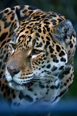 a leopard in a field of grass looking ahead at something