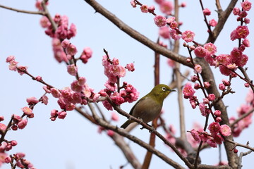 a white - eye bird perches on the branch of a cherry blossom tree
