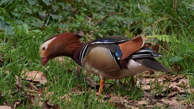 Closeup footage of a male mandarin duck feeding on the green grass in the field on a sunny day