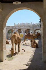 Naklejka premium camels stand near each other in an archway at the animal park